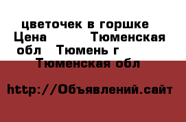 цветочек в горшке › Цена ­ 150 - Тюменская обл., Тюмень г.  »    . Тюменская обл.